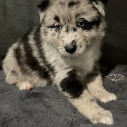 Pomeranian and Pomsky Puppies from Illinois Pomsky and Pomeranian