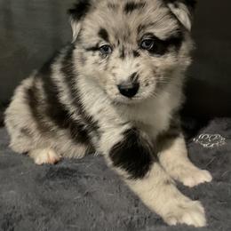 Pomeranian and Pomsky Puppies from Illinois Pomsky and Pomeranian