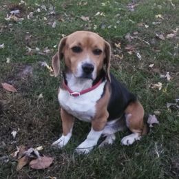 Tucker - Beagle
