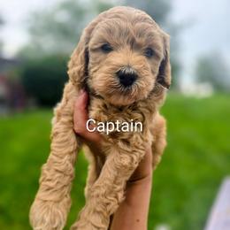 Captain - Apricot male Goldendoodle puppy in Red Oak, Iowa from Fisher Pups-Stay Golden with a Doodle