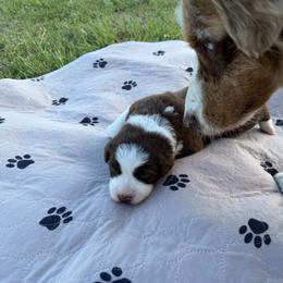 Boy 1 - Red tri-color male Australian Shepherd puppy in Hubbard, Texas from Poston Paddock Aussies LLC