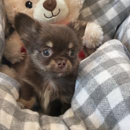 Gizmo - Chocolate and tan male Chihuahua puppy in Summerfield, Florida from Impeccable's Boutique & Ethical Breeder for the educated & discriminating ONLY