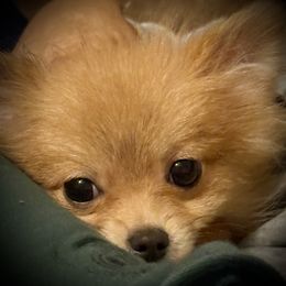 Thumper - Orange sable male Pomeranian puppy in Sherman, Texas from Wynter Wonderland Poms