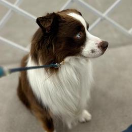 Legend - Miniature Australian Shepherd
