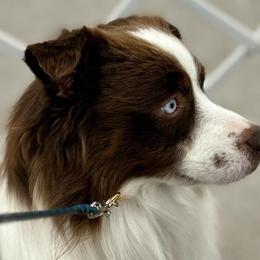 Legend - Miniature Australian Shepherd