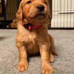Golden Retriever Puppies from Bella’s Golden Pups