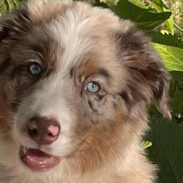 Boy 1 - Red merle Australian Shepherd puppy in Indiana from Hausauer Aussies
