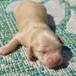 Oliver - Cream male Dachshund puppy in Vero Beach, Florida from Joseph’s Dachshunds
