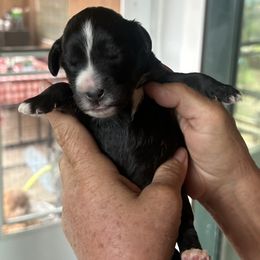 Whoodle Ollie is 6 days old - Black male Whoodle puppy in Crawford, Colorado from Saddle Mountain Doodles