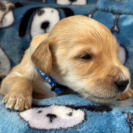 Goldendoodle Puppies from Bridger Peak Doodles