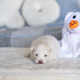 Zero - White male Pomsky puppy in Bellevue, Washington from The Pomsky Garden