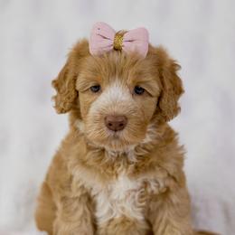 Buttercup - Caramel female Australian Labradoodle puppy in Redding, California from Shasta Royal Monroe Puppies