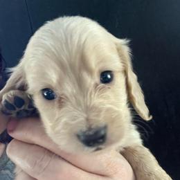 Alexis Faith - Cream female Dachshund puppy in Bigfork, Minnesota from Dachshunds Up North