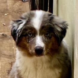 Elvira - Blue merle female Miniature American Shepherd puppy in Harmony, North Carolina from Carolina Pride Miniature American Shepherds