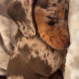 Dachshund Puppies from Carter's Kennels