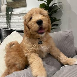 Eddie - black - Apricot male Goldendoodle puppy in Phoenix, Arizona from Kerri's Goldendoodles