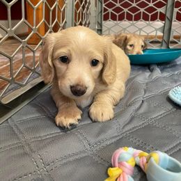 Dachshund Puppies from MK Minidox