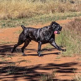 Earl - Cane Corso