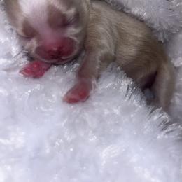 Ziva - Cream and white female Shih Tzu puppy in Sacramento, California from NANA’S  QUALITY SHIH TZU'S