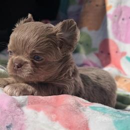 Astro - Chocolate blue male Chihuahua puppy in Newport Beach, California from Exotic City Pomeranians and chihuahuas