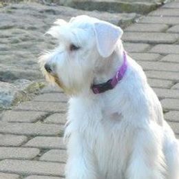 Noel - Miniature Schnauzer