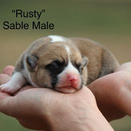 Rusty - Sable and white male American Corgi puppy in Scio, Oregon from Abundant Joy Corgis