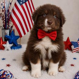 Rabbit-1200-ready to go - Red tri-color male Australian Shepherd puppy in Star City, Arkansas from Blush & Lace Aussie Co.