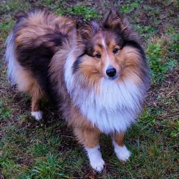 Bo - Shetland Sheepdog