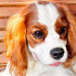 Cooper - Blenheim Cavalier King Charles Spaniel puppy in Dawsonville, Georgia from Ayerloom Cavaliers