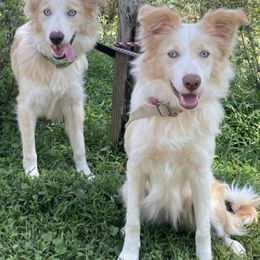 Border Collies and Miniature American Shepherds from Sagehill Agility