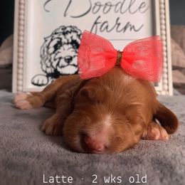 Goldendoodle Puppies from Lady Doodle Farm