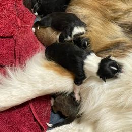 Collies from Landeria Farm