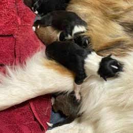 Collies from Landeria Farm