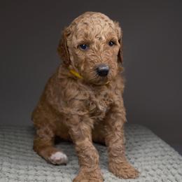 Galaxy. Yellow collar - Apricot female Goldendoodle puppy in Placentia, California from Zari Benji Doodles