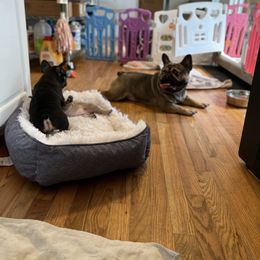 French Bulldog Puppies from Stratton Kennel