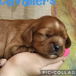 Bud - Ruby male Cavalier King Charles Spaniel puppy in Racine County, Wisconsin from Hough's Danes and Cavaliers