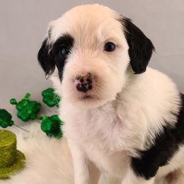Aussiedoodles, Old English Sheepdogs, Poodles, and Sheepadoodles from Iowa's Doodle Co.