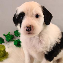Aussiedoodles, Old English Sheepdogs, Poodles, and Sheepadoodles from Iowa's Doodle Co.