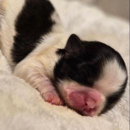 Shih Tzu puppies from Paws Of Beauty