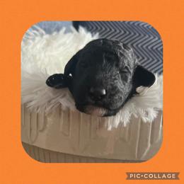 Mr. Orange - Black and white male Aussiedoodle puppy in Taylor, Missouri from Pawsitively Doodles