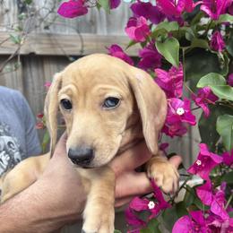 Akc Ozzy - Dapple male Dachshund puppy in Tampa, Florida from Sunkissed Doxies