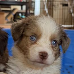 4 - Red merle female Miniature Australian Shepherd puppy in Cedar Creek, Texas from Rowdy Ranch Tx