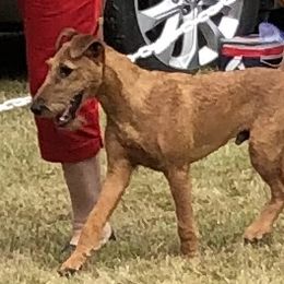 Monty - Irish Terrier