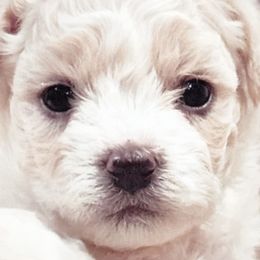 Bichon Frises from Bichon De Amor