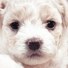 Bichon Frises from Bichon De Amor