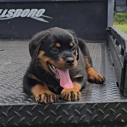 Girl 6 - Black and mahogany female Rottweiler puppy in Holts Summit, Missouri from Hurleyhaus Rottweilers