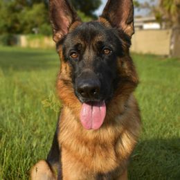 German Shepherd Puppies from AceHaven Canines