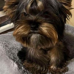 Izaya - Yorkshire Terrier