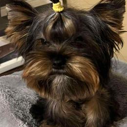 Izaya - Yorkshire Terrier