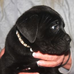 2000 Grey Collar - Black female Cane Corso puppy in Troy, Tennessee from Storm Front Cane Corso